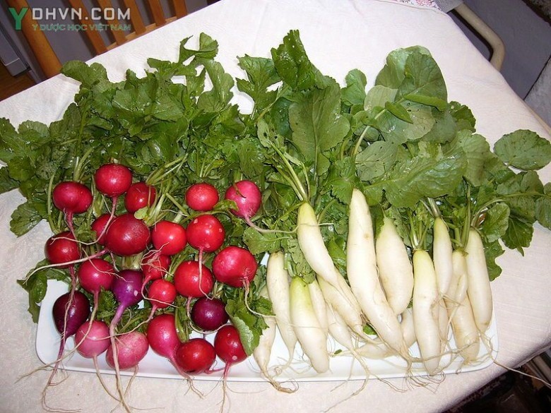 Cây Cải củ, Rau lú bú - Raphanus sativus L., var. longipinnatus Bail., thuộc họ Cải - Brassicaceae.