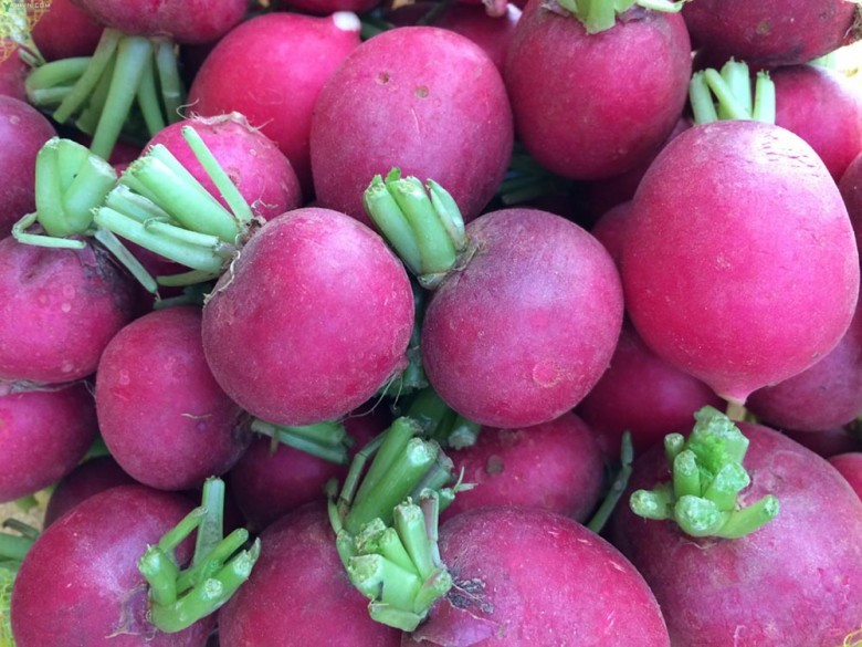 Ở Đà Lạt có trồng cải Radi - Raphanus, sativus L. var. radicula Pers. có rễ củ thường tròn, to 2-3cm, thường có màu đỏ