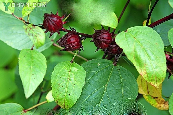 Cây Bụp giấm, có tên khoa học: Hibiscus sabdariffa 