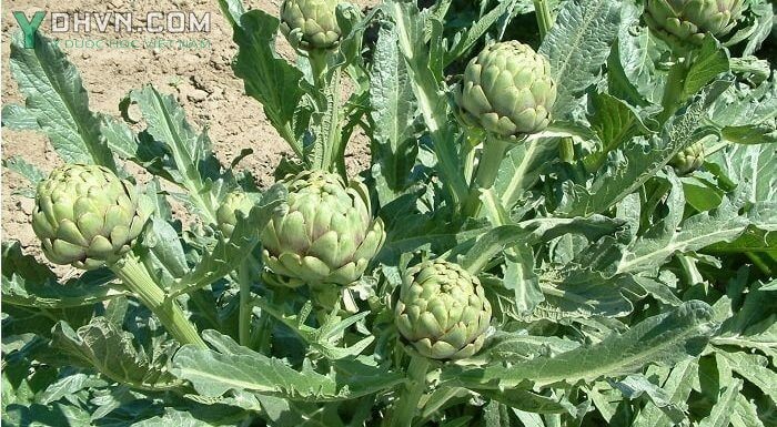 Cây Actisô - Cynara scolymus L., thuộc họ cúc - Asteraceae