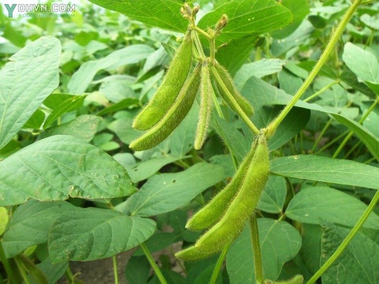 Cây Ðậu tương, Ðậu nành - Glycine max (L.) Merr, thuộc họ Ðậu - Fabaceae.