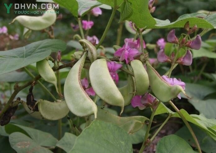 Cây Ðậu ván trắng, Bạch biển đậu - Lablab purpureus (L.) Sweet subsp, purpureus (Dolichos purpureus L.D. lablab L.), thuộc họ Ðậu - Fabaceae.