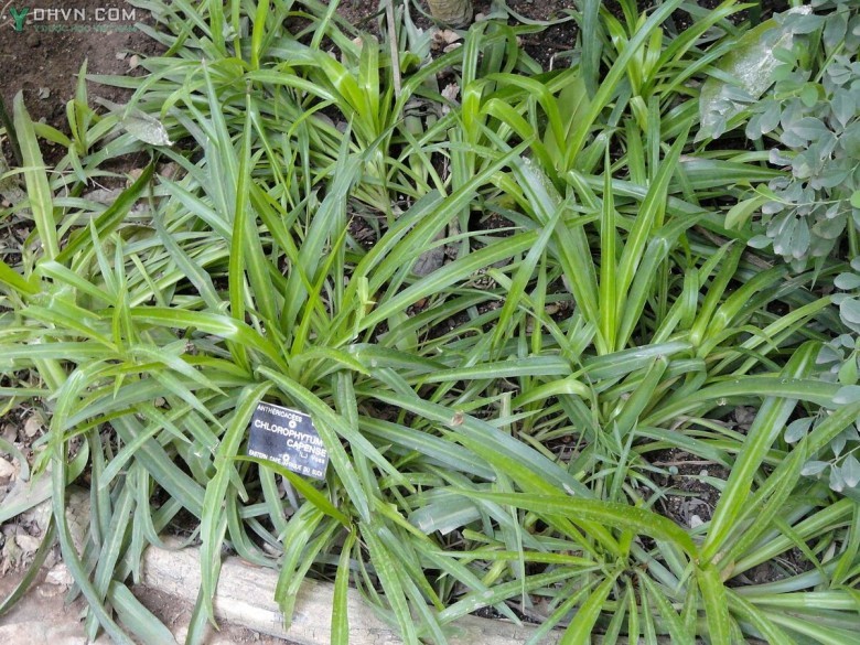 Cây Lục thảo, Lan bò lan - Chlorophytum capense (L.) Kuntze, thuộc họ Lô hội - Asphodelaceae.