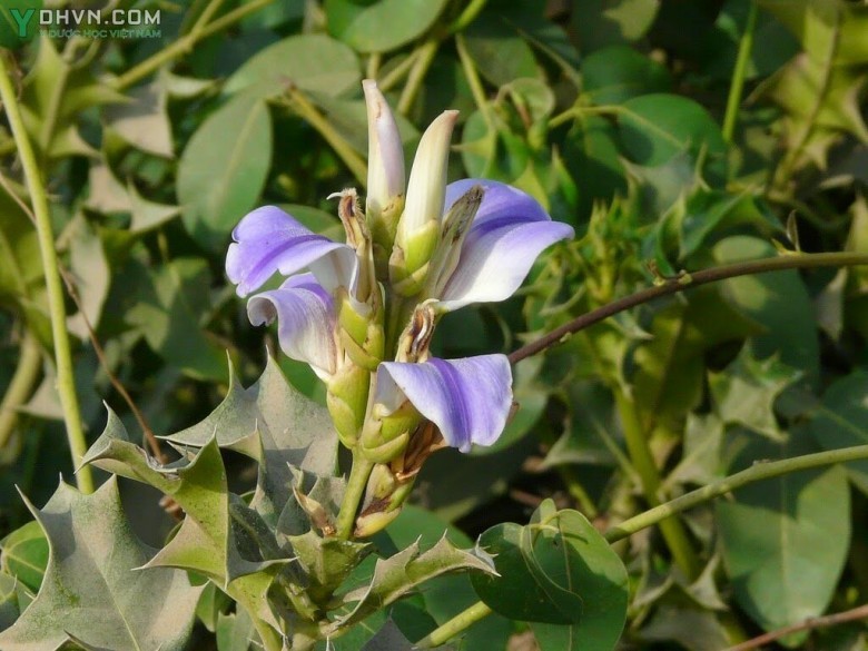 Cây Ô rô nước - Acanthus ilicifolius L., thuộc họ Ô rô - Acanthaceae.