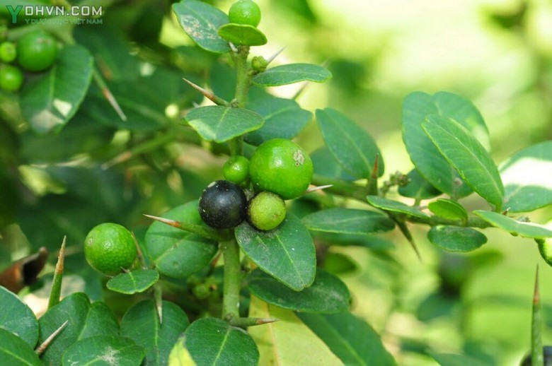 Hình ảnh quả Tầm xoọng