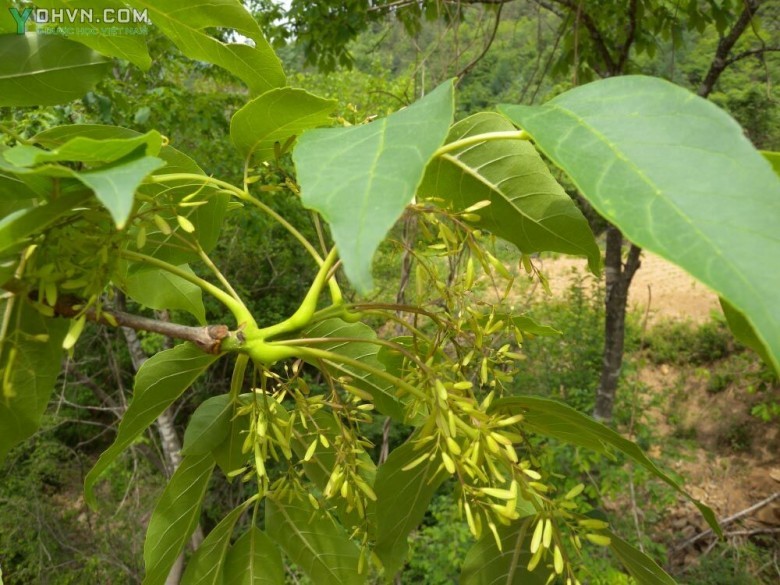 Cây Tần, tần Trung Quốc, Trăn tầu - Fraxinus chinensis Roxb., thuộc họ Nhài - Oleaceae.