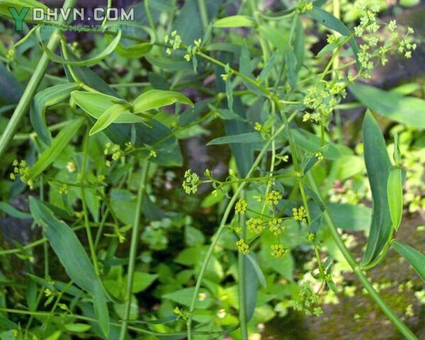 Cây Sài hồ còn có tên khác là diệp sài hồ, trúc diệp sài hồ, bắc sài hồ. Tên khoa học: Bupleurum chinesnis DC. Thuộc họ hoa tán (Apiaceae).