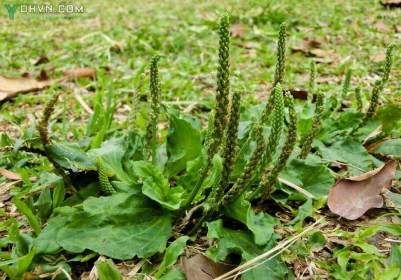 Cây Rau móng ngựa còn gọi là mã đề hay là xa tiền thảo. Tên khoa học là Plant ago asiatica L