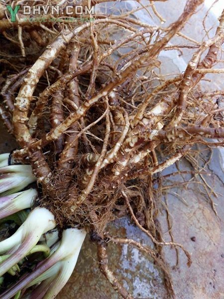 Đương quy còn gọi xuyên quy, là rễ đã phơi hay sấy khô của cây đương quy (Angelica sinensis (Oliv.) Diels.), thuộc họ Hoa tán (Apiaceae).