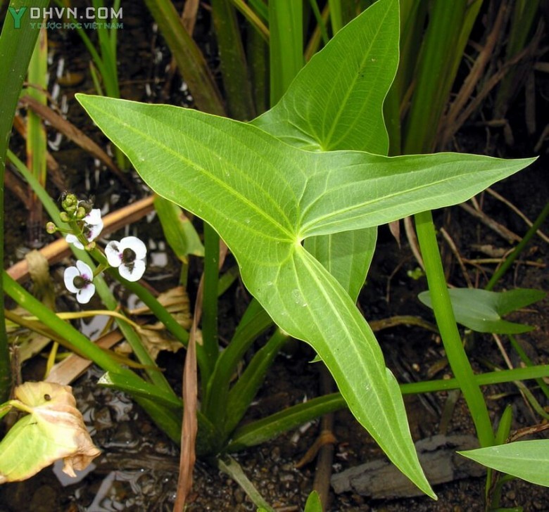 Cây Rau mác, Từ cô - Sagittaria sagittifolia L, thuộc họ Trạch tả - Alismataceae. 