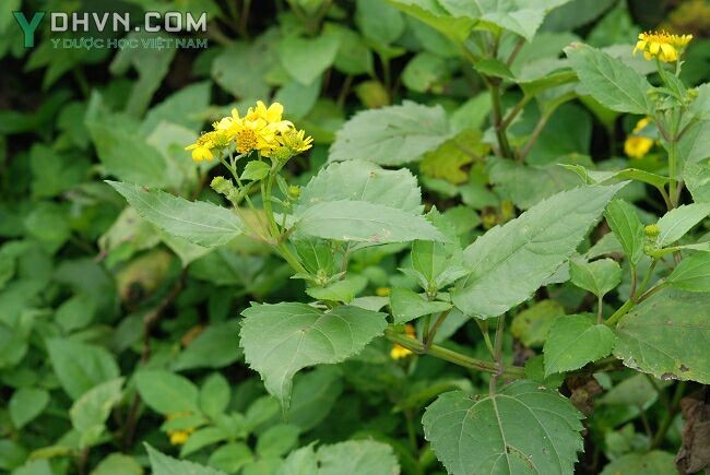 Cây Rau mui, Cúc biển, Sài đất hai hoa - Wedelia biflora (L) DC (Verbesina biflora L) thuộc họ Cúc - Asteraceae.