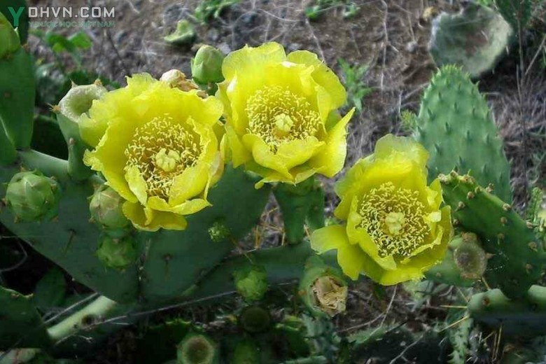 Cây Xương rồng bà có gai, Vợt gai, Tiên nhân chưởng - Opuntia dillenii (Ker Gawl.) Haw., thuộc họ Xương rồng - Cactaceae.