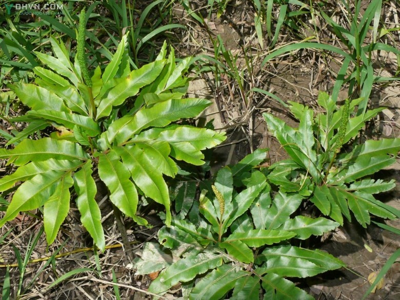 Cây Quản trọng, Sâm bòng bong, Sâm chân rết - Helminthostachys zeylanica (L.) Hook., thuộc họ Lưỡi rắn - Ophioglossaceae.