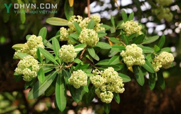 Cây Sữa, Mò cua, Mồng cua - Alstonia scholaris (L.) R. Br., thuộc họ Trúc đào - Apocynaceae.