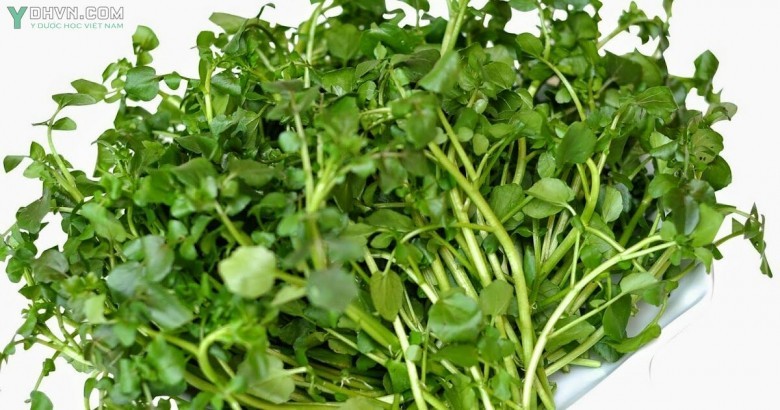 Cây Cải xoong (Nasturtium officinale hoặc Nasturtium microphyllum)