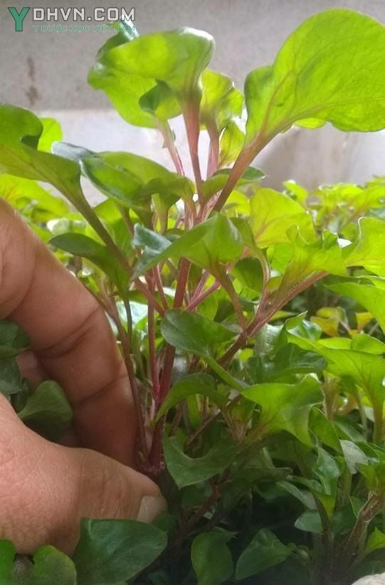 Cây cải xoong tím, cải xoong cạn, cải xoong nhật bản