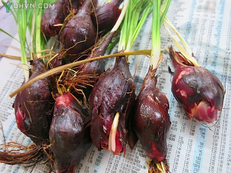 Sâm đại hành
