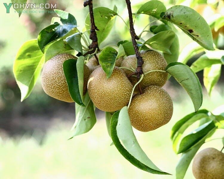 Cây Mắc coọc, Lê rừng - Pyrus pashia Buch - Ham ex D. Don, thuộc họ Hoa hồng - Rosaceae.