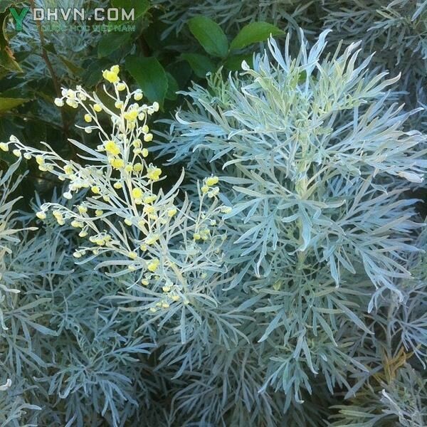 Cây Ngải đắng, Ngải áp xanh - Artemisia absinthium L., thuộc họ Cúc - Asteraceae.