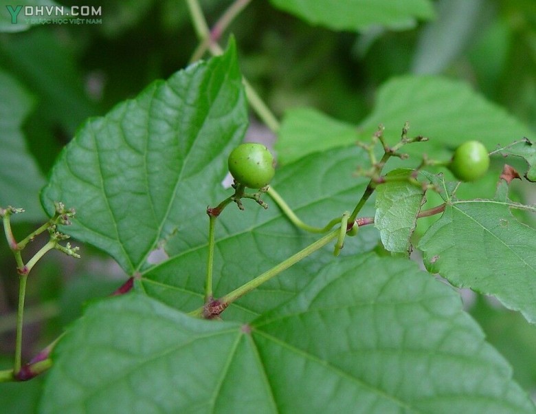 Cây Dâu dây, Dây mề gà - Ampelopsis heterophylla Sieb. et Zucc., thuộc họ Nho - Vitaceae.