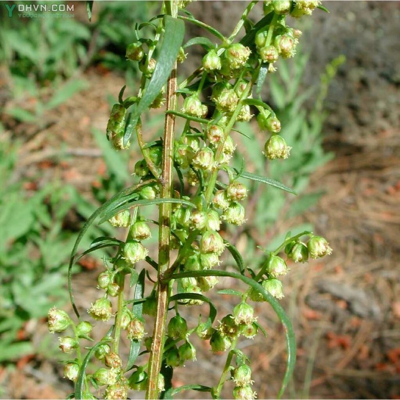 Cây Ngải Nhật, Mẫu hao - Artemisia japonica Thunb., thuộc họ Cúc - Asteraceae.