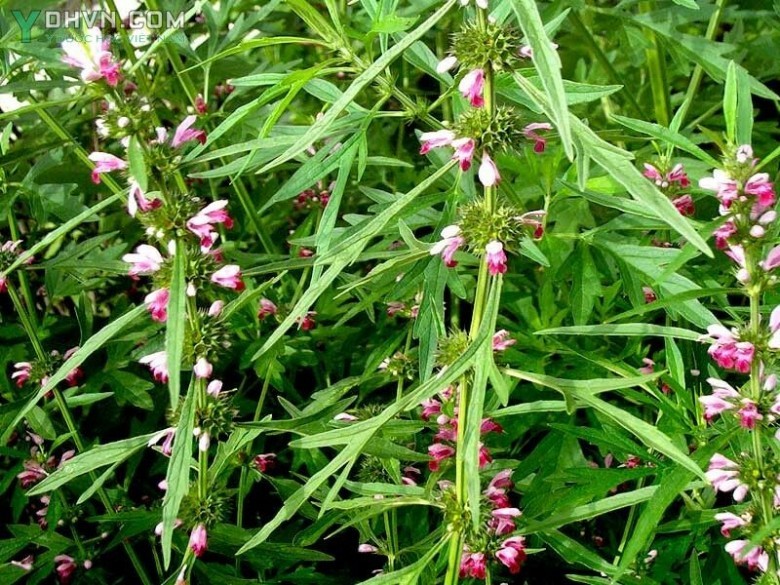 Ích mẫu chứa Flavonoid (rutin), saponin loại steroid, chất chát (tanin), tinh dầu và alcanoid (leonurin và stachydrin).