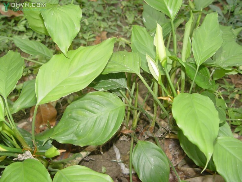 Cây Vạn niên thanh sáng, Vạn niên thanh Quảng Ðông - Aglaonema modestum Schott ex Engl., thuộc họ Ráy - Araceae.