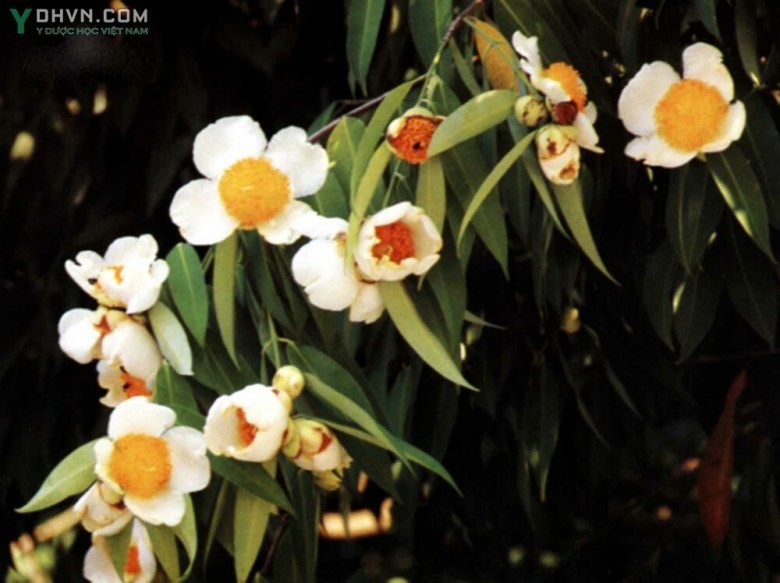 Cây Vắp - Mesua ferrea L., thuộc họ Măng cụt - Clusiaceae.
