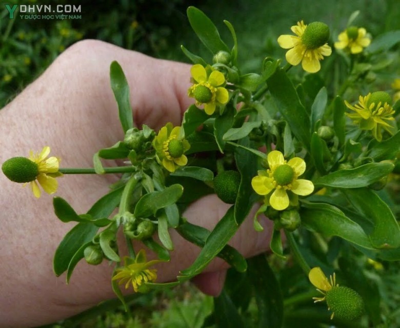 Cây Mao lương, Mao lương độc -Ranunculus sceleratus L., thuộc họ Hoàng liên - Ranunculaceae.