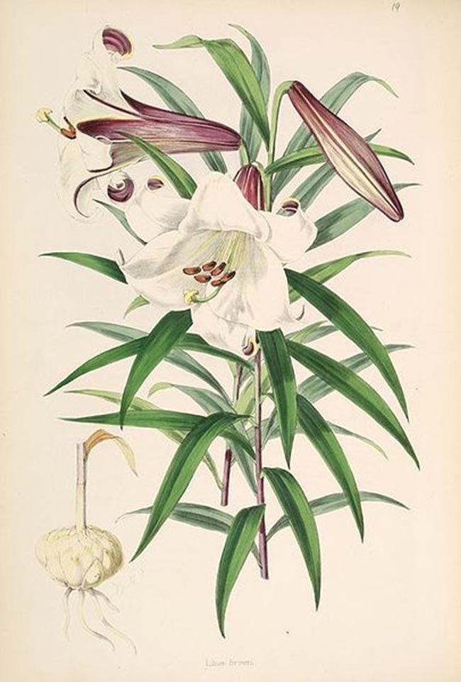 Cây Bách hợp hay Tỏi rừng - Lilium brownii F.E Brown var colchesteri Wilson,  thuộc họ Hoa loa kèn - Liliaceae.