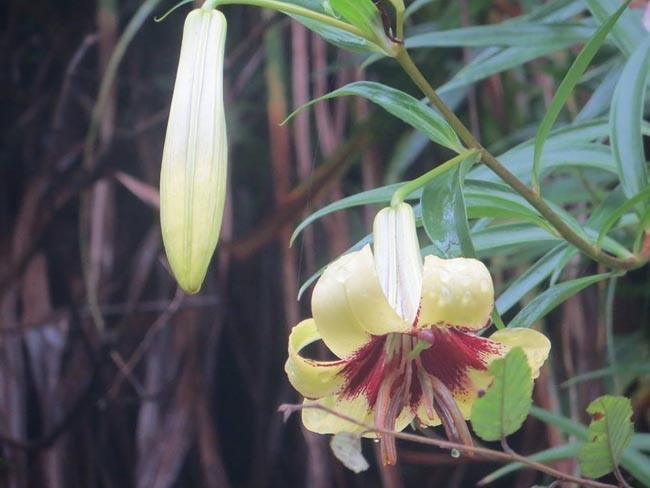 Hoa cây Bạch hợp