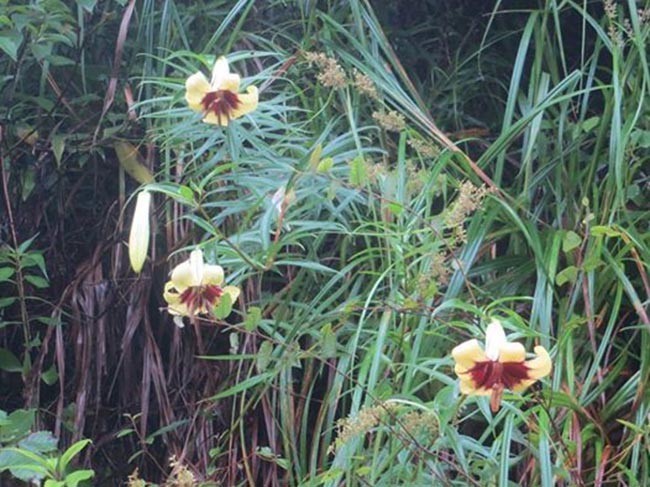 Hình ảnh Bách hợp hay Tỏi rừng - Lilium brownii F.E Brown var colchesteri Wilson,  thuộc họ Hoa loa kèn - Liliaceae.