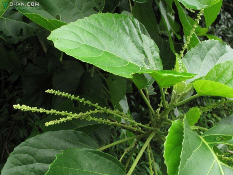 Cây Lộc mại, Mọ trắng - Claoxylon indicum (Reinw. ex. Blunne) Endl. ex Hassk, thuộc họ Thầu dầu - Euphorbiaceae.