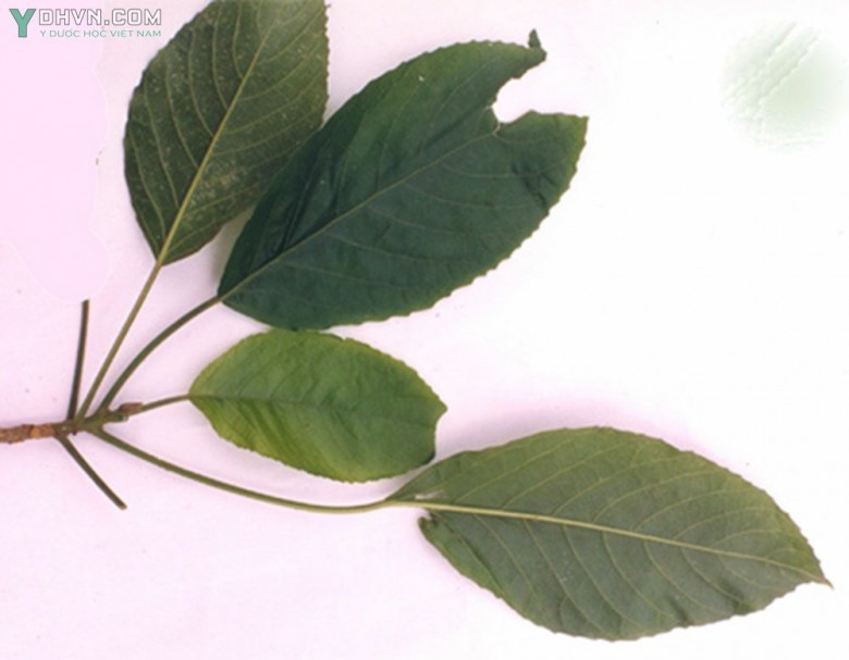 Cây Lộc mại nhỏ, Bọ nét, Lục mại - Cloaxylon hainanense Pax et Hoffm (Mercuriadis indica Lour.) thuộc họ Thầu dầu - Euphorbiaceae.