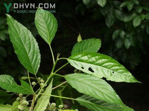 Cây Lộc mại lá dài, Mọ lá dài - Claoxylon longifolium (Blunne) Endl. ex Hassk (Erythrochilus longiflolius Blunne) thuộc họ Thầu dầu - Euphorbiaceae.