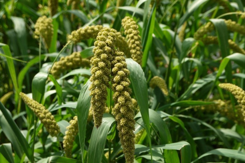 Cây Kê, Lúa kê - Setaria italica (L.) P. Beanv., thuộc họ Lúa - Poaceae.