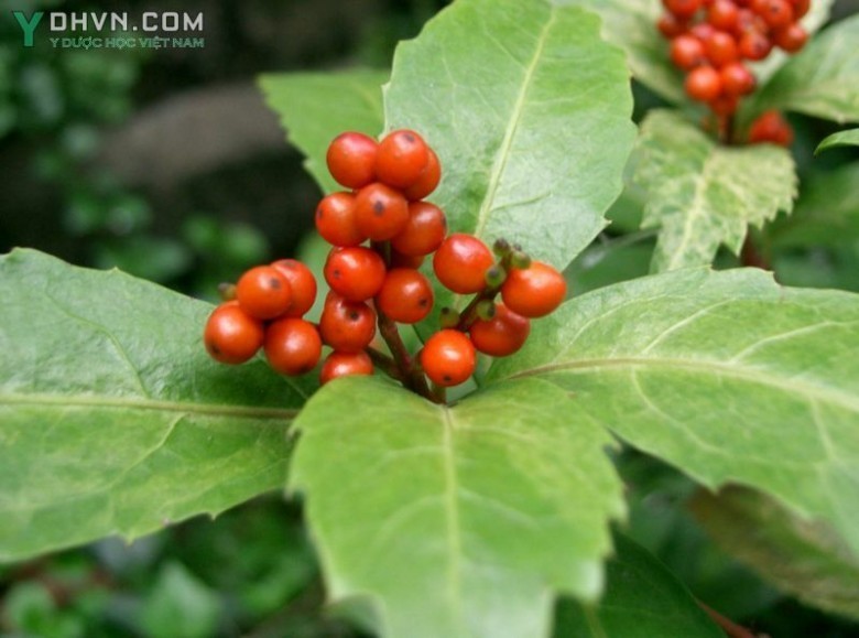 Cây Sói rừng, Sói nhẵn - Sarcandra glabra (Thunb.) Nakai, thuộc họ Hoa sói - Chloranthaceae.