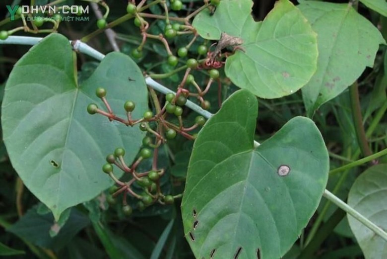 Cây Chìa vôi bò, Rau tai trâu, Nho lá tim -Cissus repens Lam., thuộc họ Nho - Vitaceae.