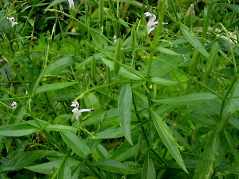 Hình ảnh cây Xuyên tâm liên- Andrographis paniculata