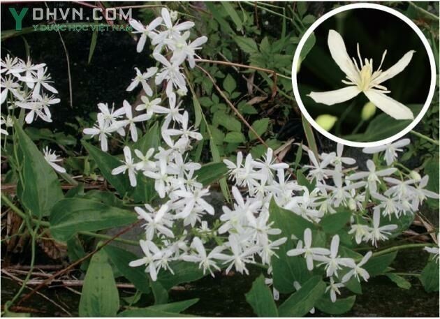 Cây Dây ruột gà, Mộc thông - Clematis chinensis Osbeck, thuộc họ Hoàng Liên - Ranunculaceae.