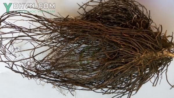 Rễ dây ruột gà