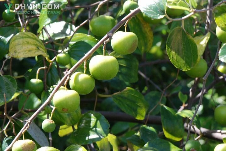 Cây Táo, Táo ta, Táo chua - Ziziphus mauritiana Lam., thuộc họ Táo ta - Rhamnaceae.