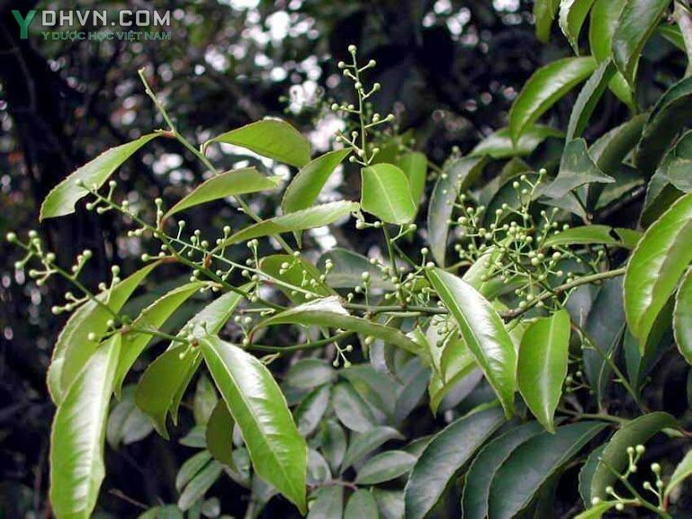 Cây Thanh giang đằng, Dây gối Ấn Độ, Dây gối quả nâu - Celastrus hindsii Bonth. et Hook., thuộc họ Dây gối - Celastraceae.