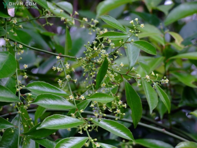 Hình ảnh nhận biết cây Thanh giang đằng (Nhầm lẫn thành cây xạ đen)