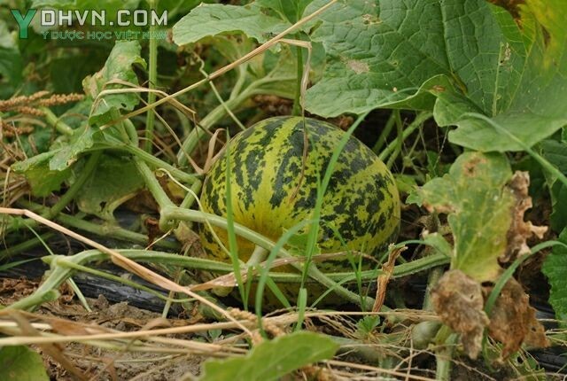 Cây Dưa bở, Dưa nứt, Dưa hồng, Dưa gang - Cucumis melo L., thuộc họ Bầu bí - Cucurbitaceae.