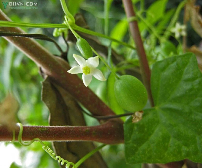 Cây Dưa chuột dại, Chùm thẳng, Cầu qua trái trắng, Cứt quạ - Zehneria indica (Lour.) Keraudren (Melothria indica Lour.), thuộc họ Bầu bí - Cucurbitaceae.