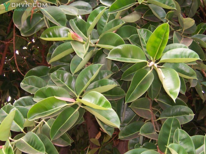 Cây Đa búp đỏ, Đa cao su, Đa dai - Ficus elastica Roxb. ex Horn., thuộc họ Dâu tằm - Moraceae.