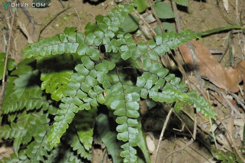 Cây Dớn đen, Vót, Tóc thần lá quạt - Adiantum flabellulatum L., thuộc họ Tóc thần - Adiantaceae.