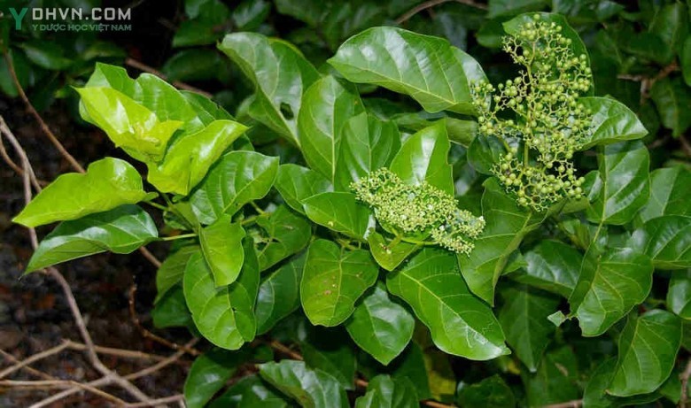 Cây Cách, Vọng cách, Bông cách - Premna corymbosa (Burm. f.) Rottl. et Willd. (P. integrifolia L.), thuộc họ Cỏ roi ngựa - Verbenaceae.