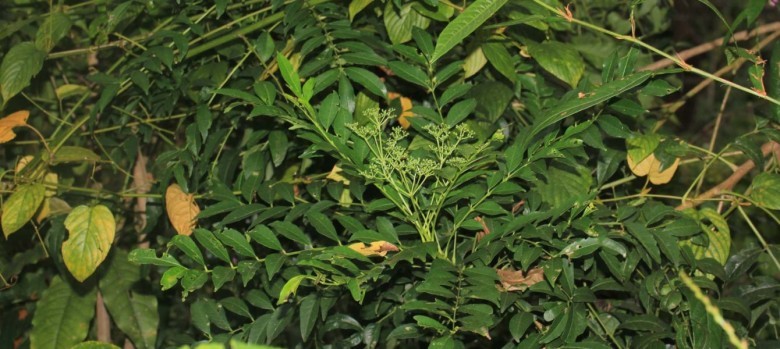 Cây Muồng truổng, Sẻn, Màn tàn, Sén lai, Buồn chuồn, Hoàng mộc dài - Zanthoxylum avicennae (Lam.) DC. (Fagara avicennae Lam.), thuộc họ Cam - Rutaceae.